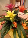 お祝い 花5