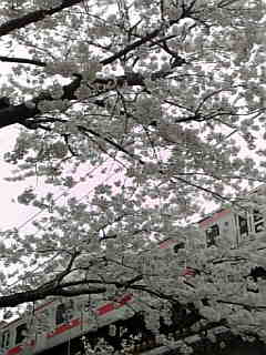 自由が丘 緑道 桜 4月1日