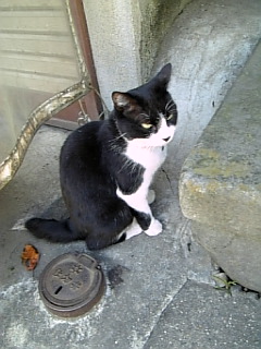 帝釈天 野良猫