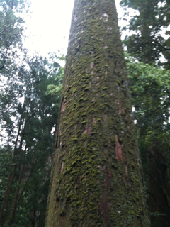 image-20110511111349.png